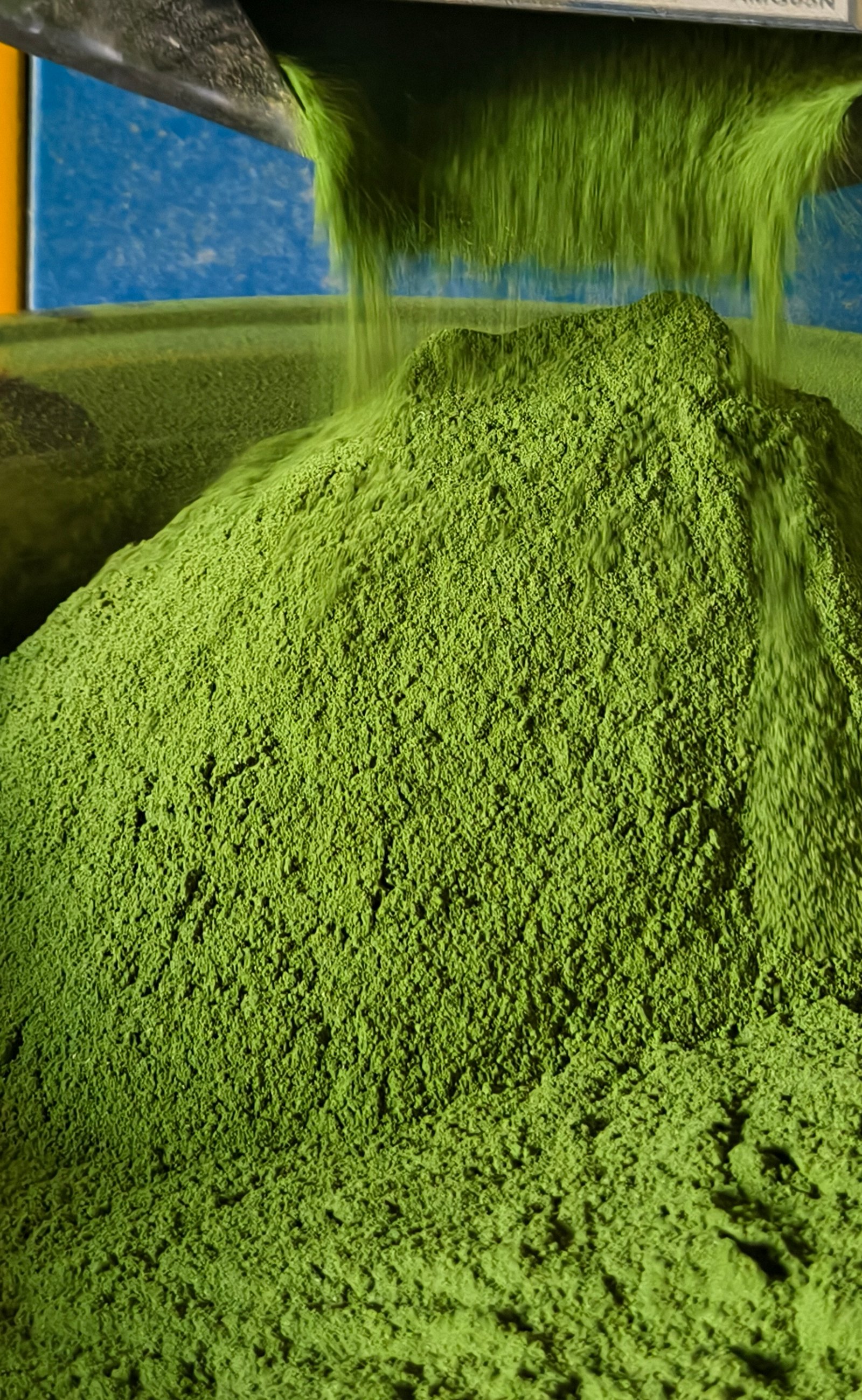 Moringa Powder Combo 1kg thumbnail 2